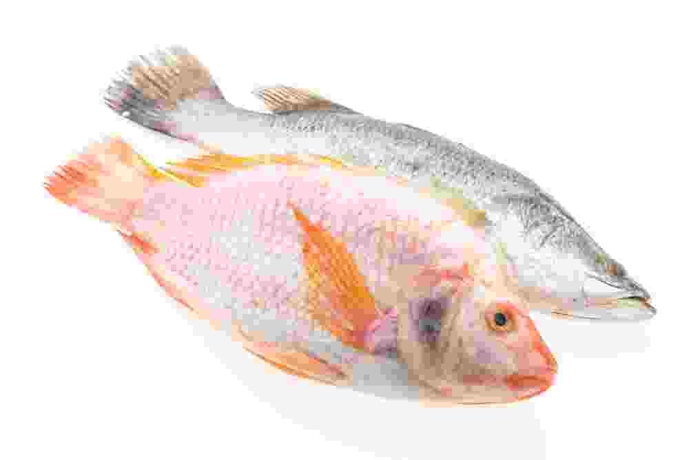 ikan